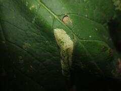 Phyllonorycter geniculella