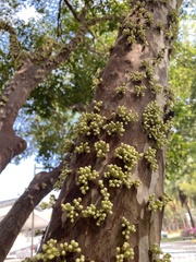 Plinia cauliflora