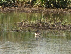 Sarkidiornis melanotos