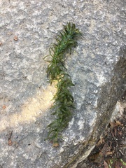Egeria densa