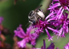 Melissodes denticulatus