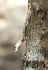 Anolis argenteolus