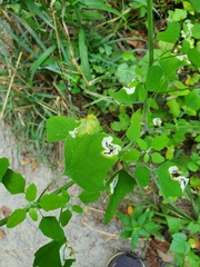 Chrysoesthia sexguttella