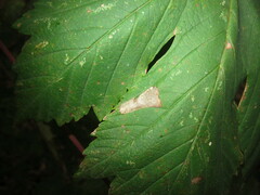 Phyllonorycter geniculella