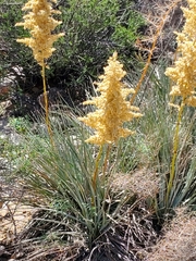 Nolina bigelovii