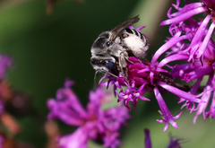 Melissodes denticulatus
