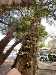 Plinia cauliflora
