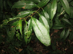 Podosphaera tridactyla