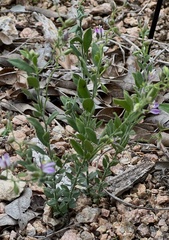 Rhinotropis lindheimeri