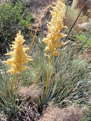 Nolina bigelovii