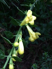 Aureolaria virginica