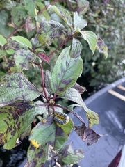 Macremphytus testaceus