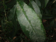 Podosphaera tridactyla