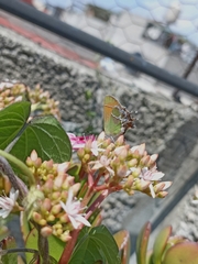 Callophrys xami