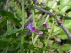 Scutellaria humilis