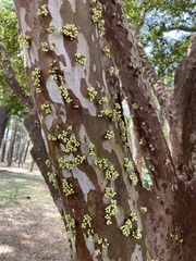 Plinia cauliflora