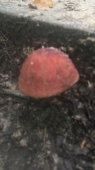 Fistulina hepatica