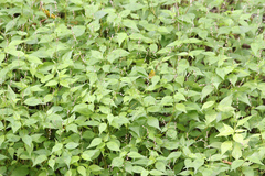 Persicaria posumbu