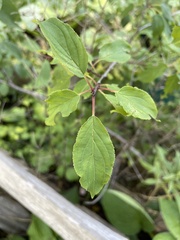 Rhamnus