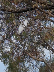 Cacatua galerita