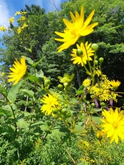 Silphium