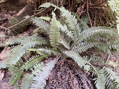 Struthiopteris spicant