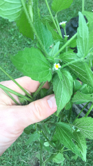 Galinsoga quadriradiata