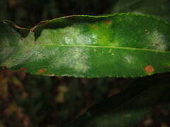 Podosphaera tridactyla