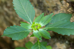 Euphorbia davidii