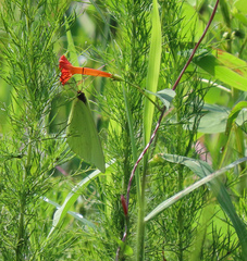 Ipomoea coccinea