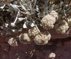 Eriogonum pauciflorum