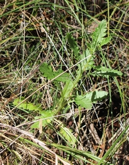 Senecio glomeratus