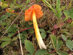 Hygrocybe acutoconica