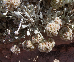 Eriogonum pauciflorum