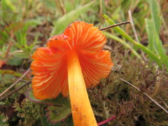 Hygrocybe acutoconica