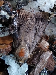 Amphipyra pyramidea