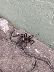 Eupalaestrus crassimetatarsis