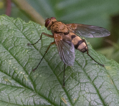 Brachycera