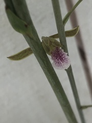 Eulophia graminea