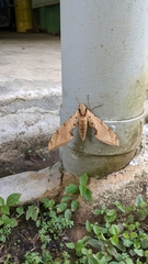 Protambulyx strigilis