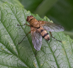 Brachycera