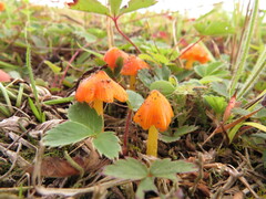 Hygrocybe acutoconica