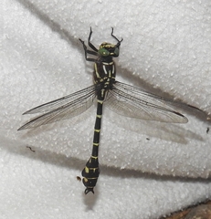 Stylurus scudderi