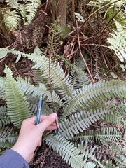 Struthiopteris spicant