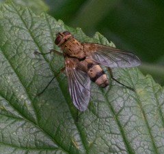 Brachycera
