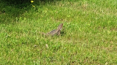 Pogona barbata