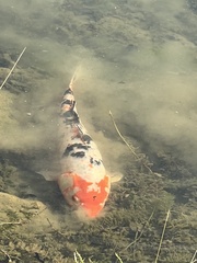 Cyprinus rubrofuscus