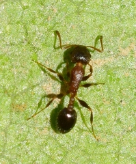 Temnothorax algiricus