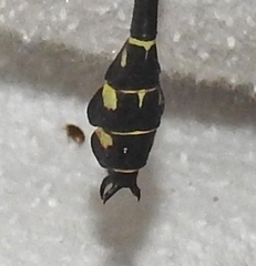 Stylurus scudderi