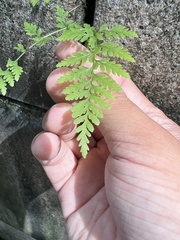 Cystopteris tenuis